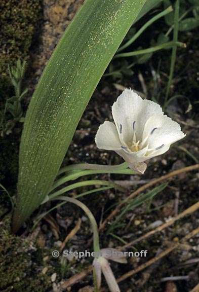 calochortus minimus 1 graphic